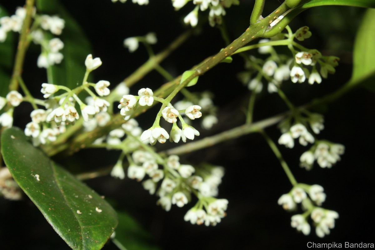 Olea polygama Wight